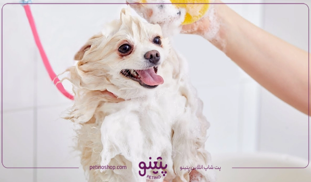 خرید انواع شامپو خشک سگ از پتشاپ پتینو