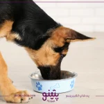 غذای سگ ژرمن چیست؛ بهترین غذای خشک و خانگی