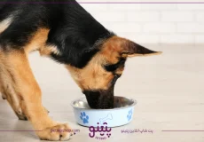 غذای سگ ژرمن چیست؛ بهترین غذای خشک و خانگی