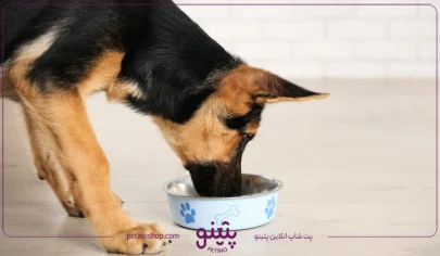 غذای سگ ژرمن چیست؛ بهترین غذای خشک و خانگی