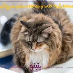 اسهال گربه | شکل و درمان اسهال خونی گربه ها
