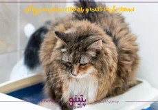 اسهال گربه | شکل و درمان اسهال خونی گربه ها