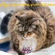 اسهال گربه | شکل و درمان اسهال خونی گربه ها