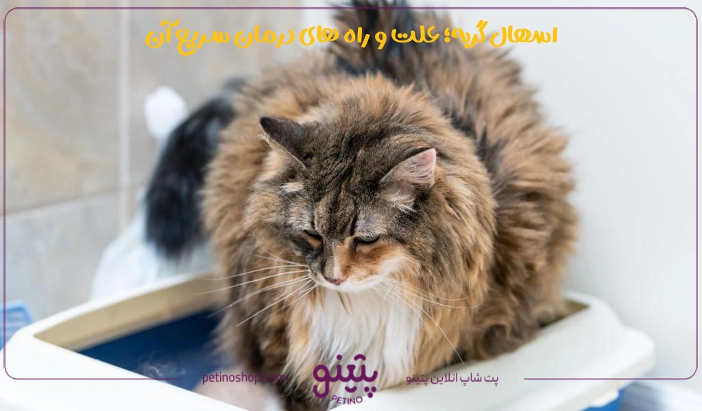 اسهال گربه | شکل و درمان اسهال خونی گربه ها
