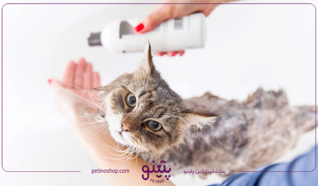 خرید و فروش عمده شامپو گربه در پتشاپ پتینو