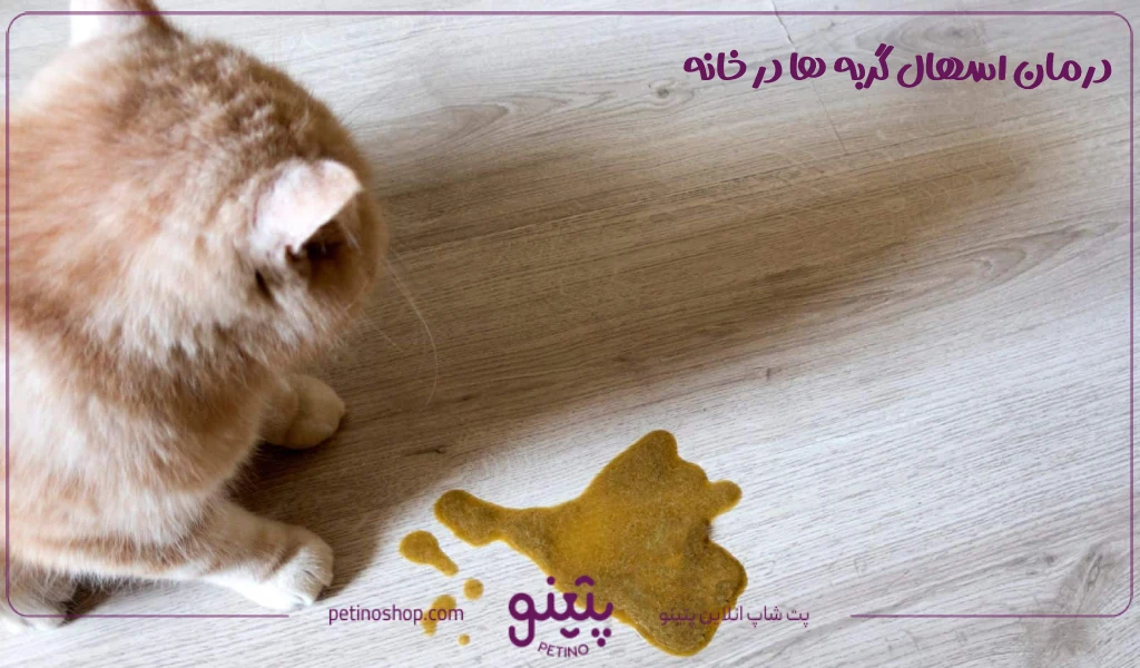 درمان اسهال گربه ها در خانه