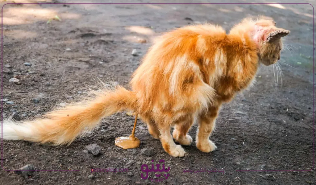 اسهال گربه به چه شکل است؟