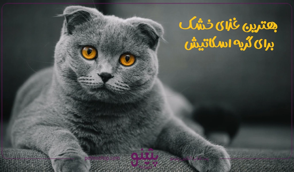 بهترین غذای خشک برای گربه اسکاتیش مسن و بچه 