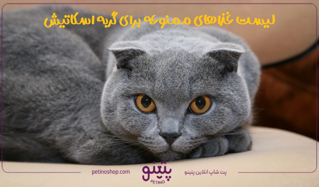 لیست غذاهای ممنوعه و خطرناک برای گربه اسکاتیش
