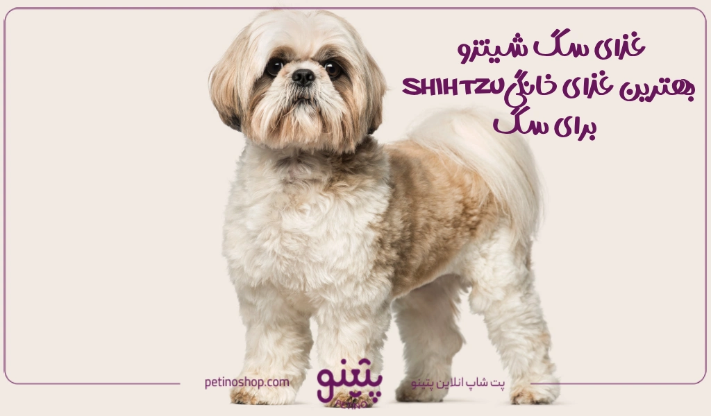 غذای سگ شیتزو چیست + 4 غذای خانگی برای شیتزوتریر
