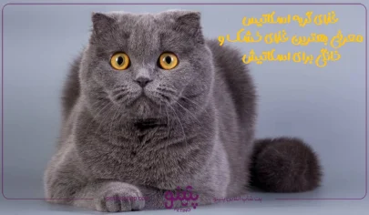 غذای گربه اسکاتیس؛ معرفی بهترین غذای خشک و خانگی برای اسکاتیش