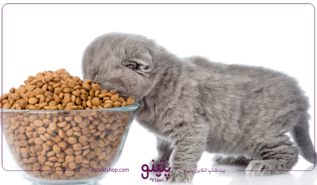 غذای گربه اسکاتیش چیست + برنامه غذایی برای اسکاتیس در تمامی سنین