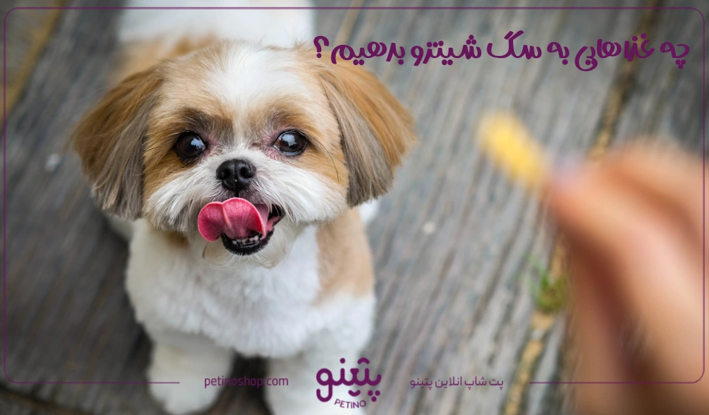 چه غذاهایی به سگ شیتزو بدهیم؟