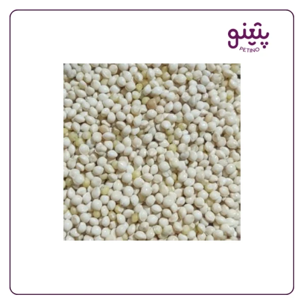 قیمت ارزن دانه درشت فله ای برای پرنده با کیفیت عالی در پتینو