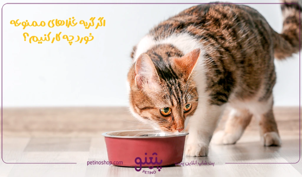 اگر گربه از غذاهای ممنوعه خورد چه کار کنیم؟