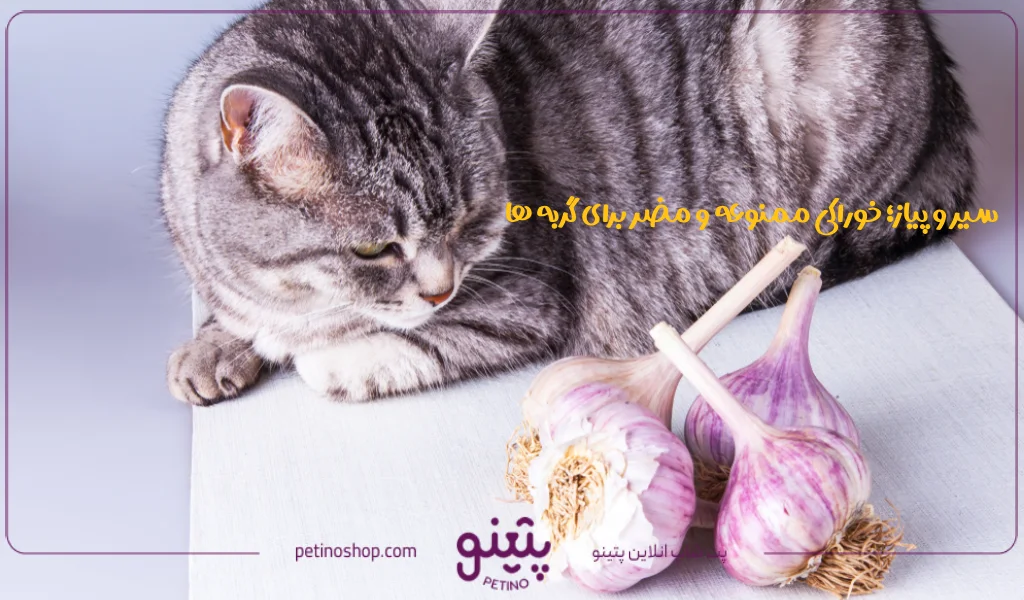 سیر و پیاز؛ خوراکی ممنوعه و مضر برای گربه ها