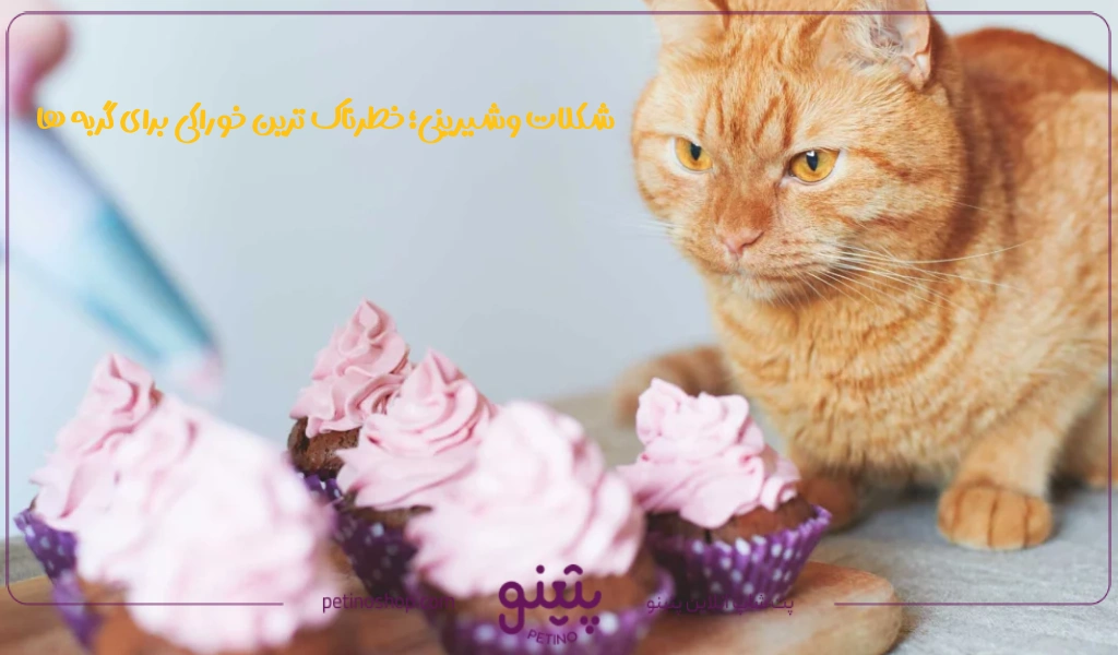 فهرست غذاهای ممنوعه برای گربه ها ؛ شیرینی، قند، کافئین و الکل کشنده ترین خوراکی ها برای گربه