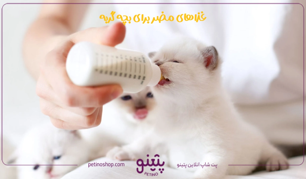 لیست و فهرست غذاهای مضر برای بچه گربه