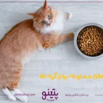 لیست غذاهای ممنوعه برای گربه ها؛ مضرترین خوراکی ها برای گربه ها در تمامی سنین