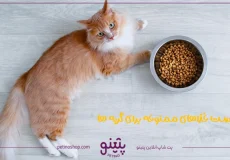 لیست غذاهای ممنوعه برای گربه ها؛ مضرترین خوراکی ها برای گربه ها در تمامی سنین