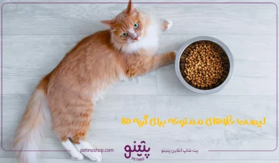 لیست غذاهای ممنوعه برای گربه ها؛ مضرترین خوراکی ها برای گربه ها در تمامی سنین