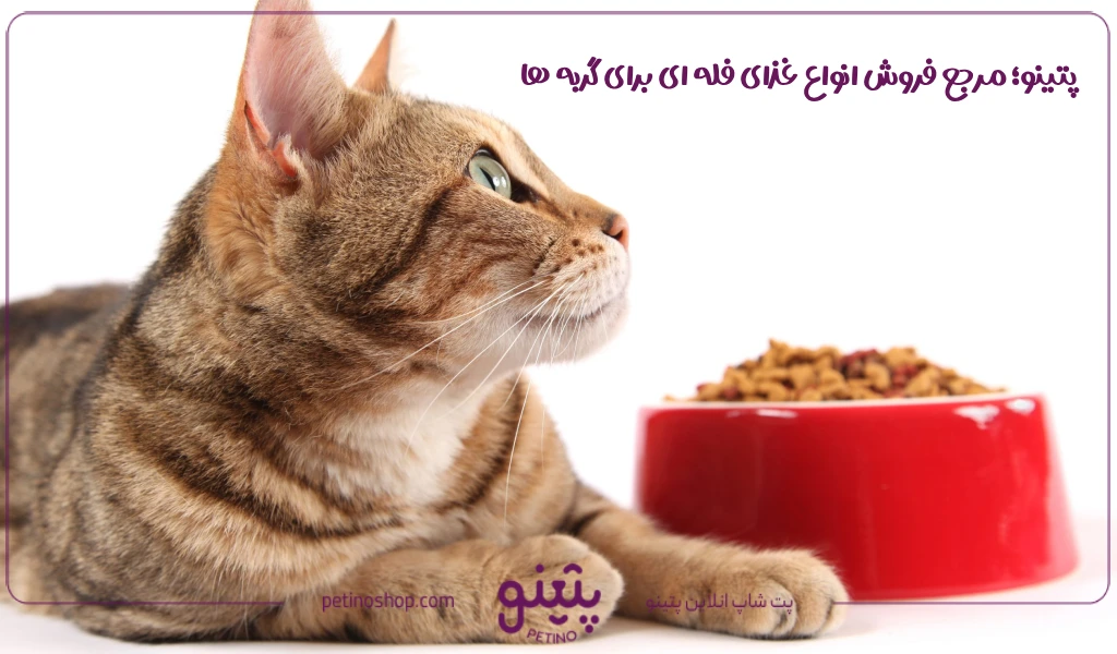 پتینو؛ مرجع فروش انواع غذای فله ای برای گربه ها