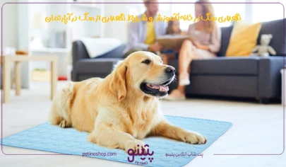 نگهداری سگ در خانه؛ آموزش و شرایط نگهداری از سگ در آپارتمان