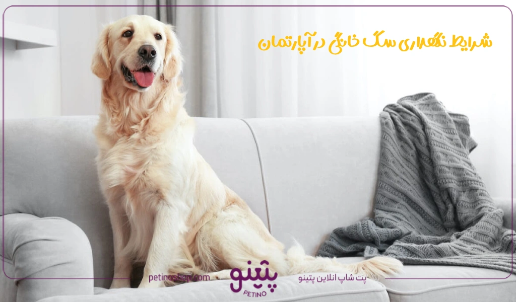 شرایط نگهداری سگ خانگی در آپارتمان