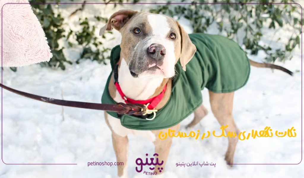 نکات نگهداری سگ در زمستان + هزینه نگهداری سگ در خانه و اپارتمان