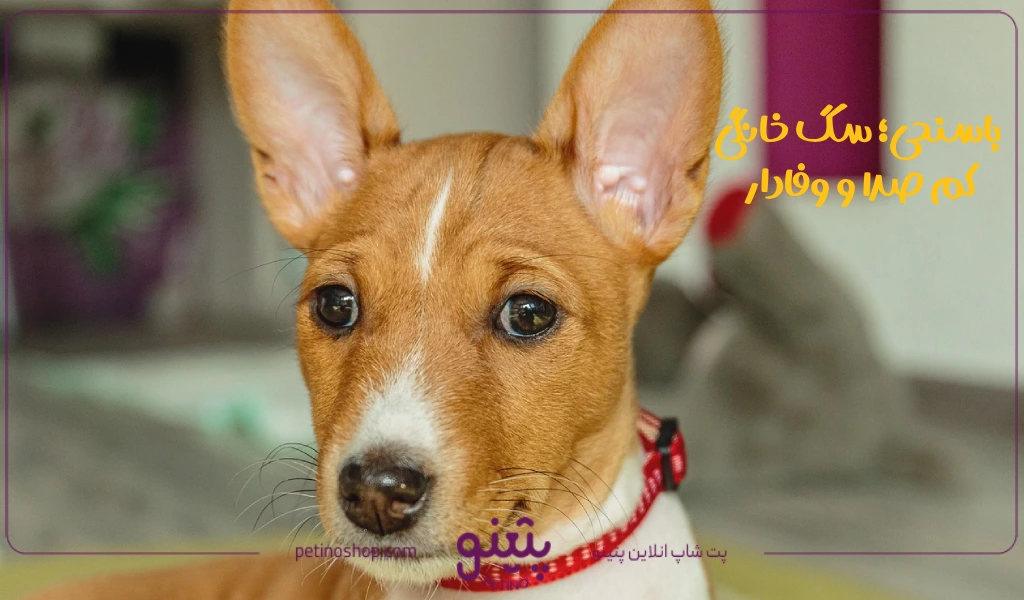 باسنجی؛ سگ خانگی کم صدا و وفادار