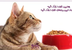بهترین غذای خشک گربه خارجی و ایرانی در بازار [🐱]