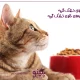 بهترین غذای خشک گربه خارجی و ایرانی در بازار [🐱]