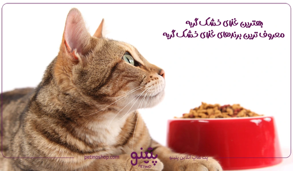 بهترین غذای خشک گربه خارجی و ایرانی در بازار [🐱]