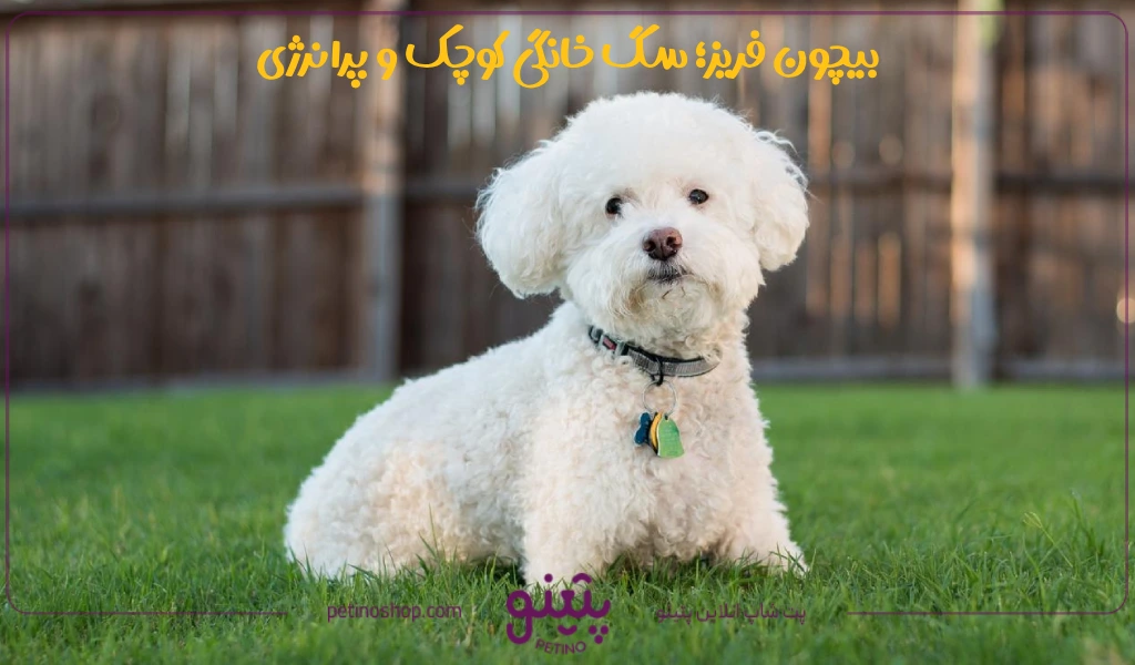 بیچون فریز؛ سگ خانگی کوچک و پرانرژی