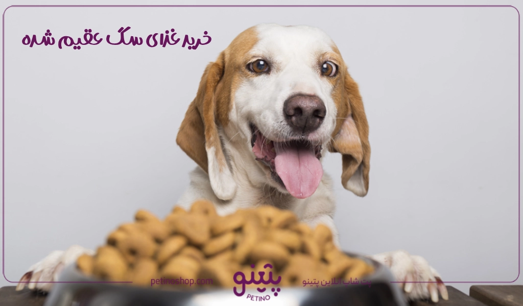 خرید غذای سگ عقیم شده در انواع مدل ها با بهترین قیمت