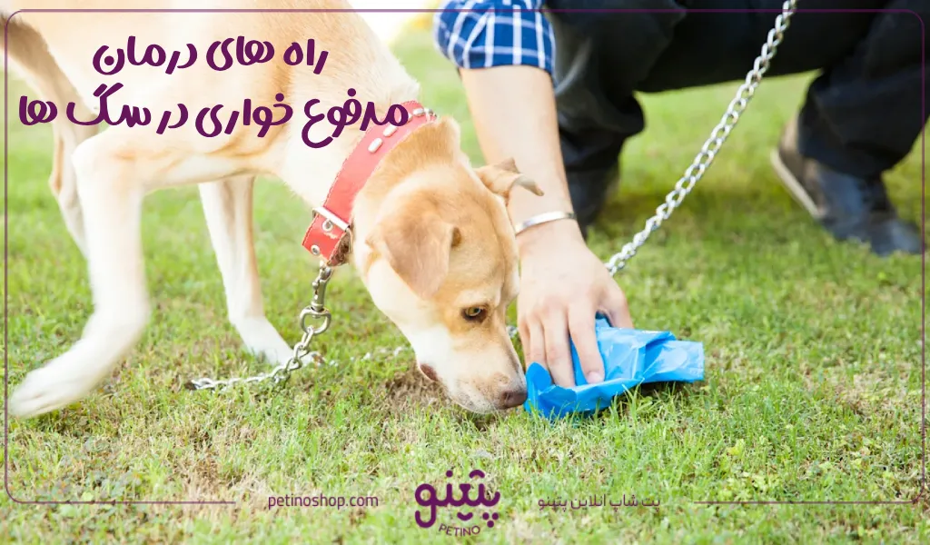 راه های درمان مدفوع خواری در سگ ها؛ درمان خانگی مدفوع خواری سگ با قطره و قرص در خانه