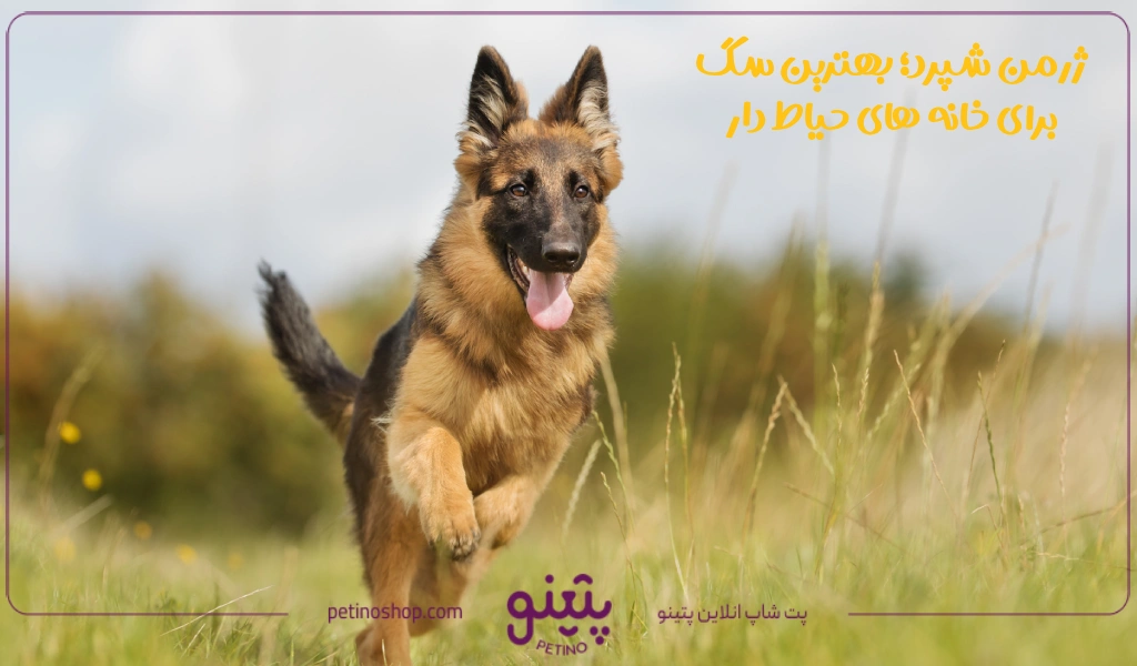 ژرمن شپرد؛ بهترین سگ برای خانه های حیاط دار