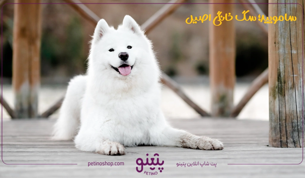 سامویید؛ سگ خانگی اصیل