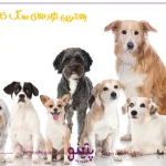 سگ آپارتمانی؛ بهترین نژادهای سگ خانگی