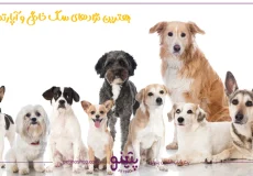 سگ آپارتمانی؛ بهترین نژادهای سگ خانگی