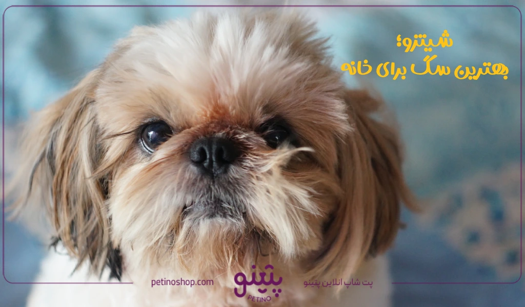 شیتزو؛ بهترین سگ برای خانه