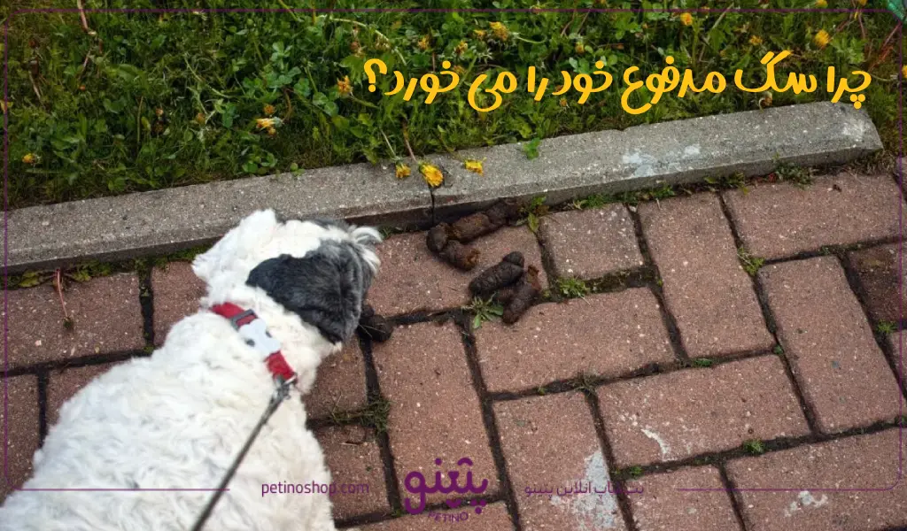 چرا سگ ژرمن، شیتزو و پامرانین مدفوع خود را می خورند؟