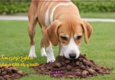 مدفوع خواری سگ؛ علت و راه های درمان آن