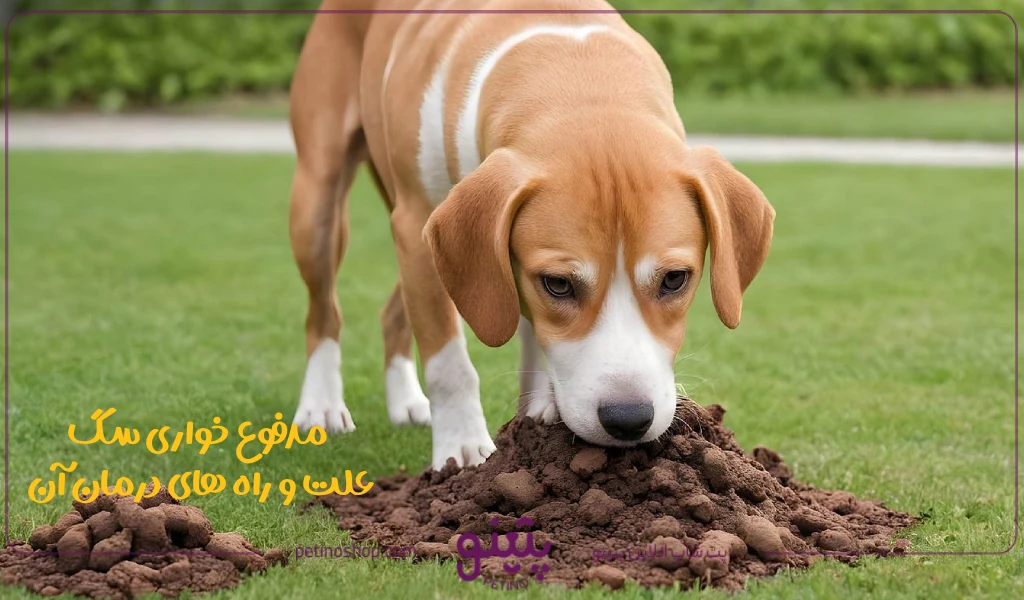 مدفوع خواری سگ؛ علت و راه های درمان آن