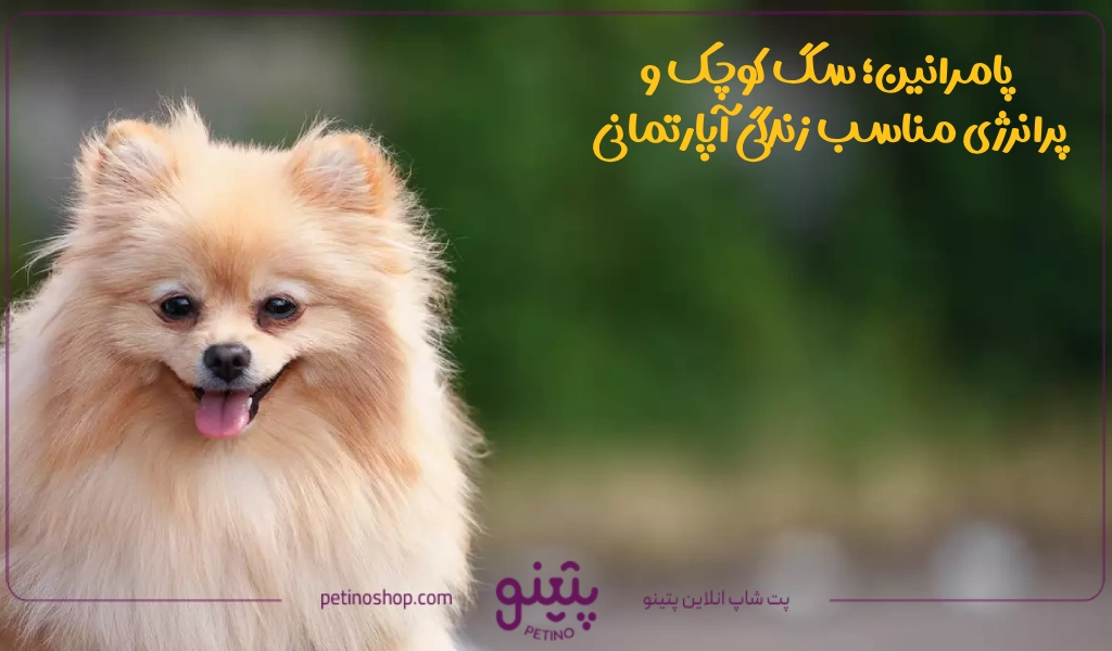 پامرانین؛ سگ کوچک و پرانرژی مناسب زندگی آپارتمانی