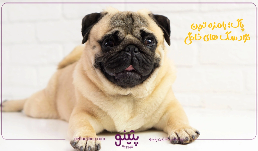 پاگ؛ بامزه ترین نژاد سگ های خانگی