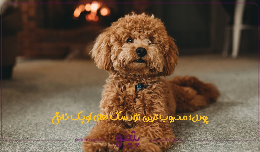 پودل؛ محبوب ترین نژاد سگ های کوچک خانگی