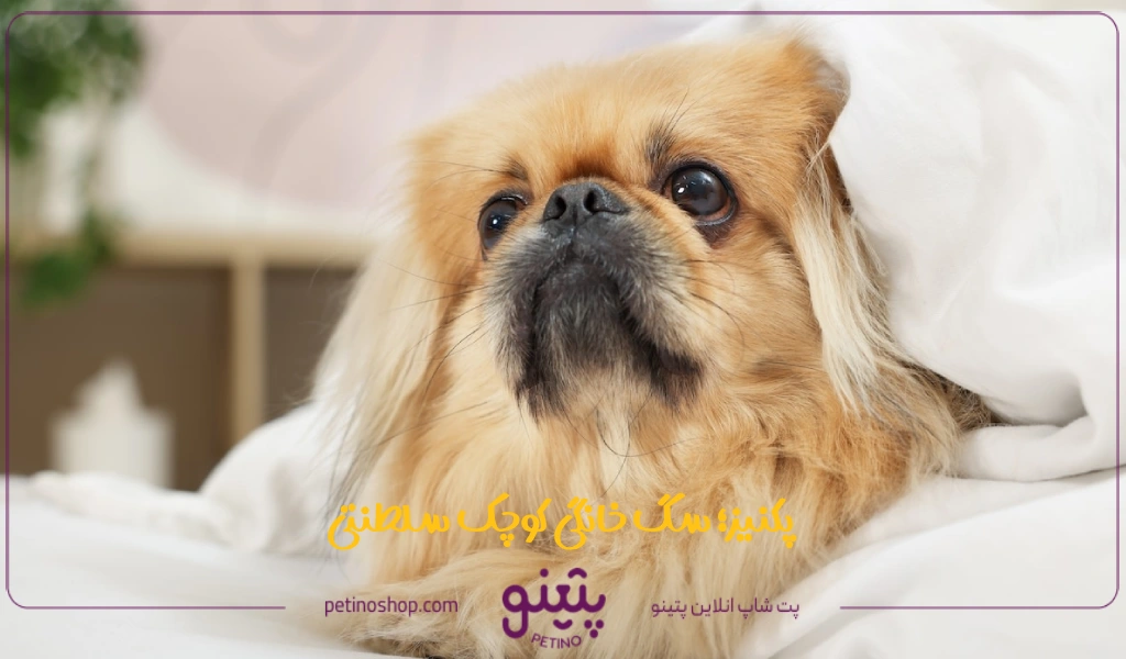 پکنیز؛ سگ خانگی کوچک سلطنتی