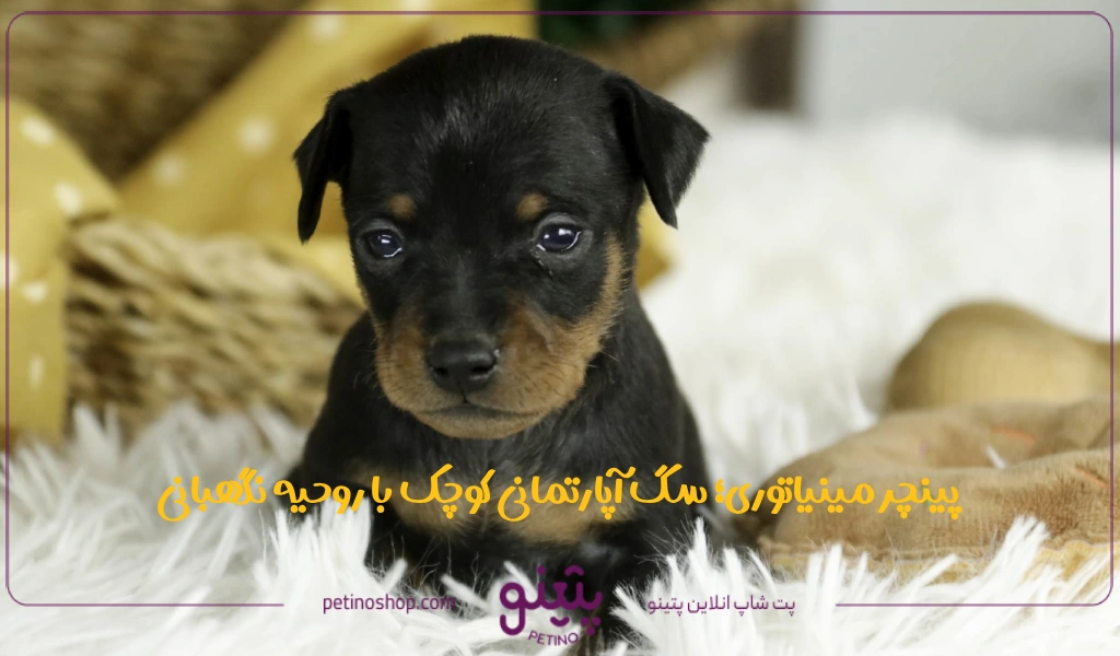 پینچر مینیاتوری؛ سگ آپارتمانی کوچک با روحیه نگهبانی