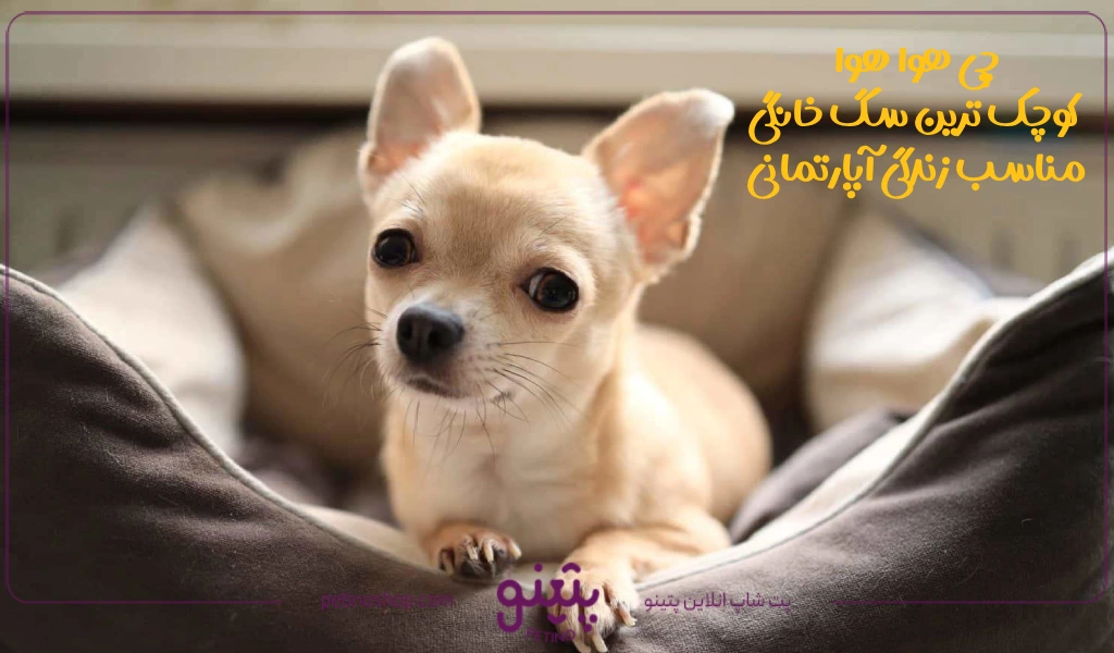 چی هوا هوا؛ کوچک‌ ترین سگ خانگی مناسب زندگی آپارتمانی